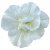 Petunia, Stickling, SweetSunshine ® Pure White 2-pack