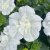 Petunia, Stickling, SweetSunshine ® Pure White 2-pack