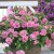 Petunia x hybrida Sweetsunshine ® Pink Red Vein