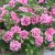 Petunia x hybrida Sweetsunshine ® Pink Red Vein