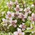 Philadelphus Petite Perfume Pink ®, Schersmin
