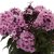Phlox paniculata Famous ™ Pink Eye