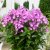 Phlox paniculata Famous ™ Light Purple
