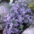 Phlox divaricata subsp. laphami Chattahoochee