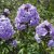 Phlox paniculata Franz Schubert