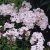 Phlox paniculata Rosa Pastell, Höstflox