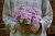 Phlox paniculata Svea i Haga, Höstflox