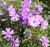 Phlox subulata Purple Beauty, Mossflox