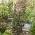 Photinia fraseri Carré Rouge