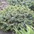 Picea glauca Blue Planet