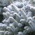 Picea glauca Blue Planet