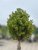 Picea glauca Perfecta ®, Sockertoppsgran Stam
