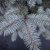Picea pungens Edith