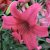 Tigerlilja Pink Flight 3st