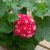 Rosenpelargon Pink Rambler, kruka