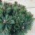 Pinus mugo Mops, Bergtall Stam