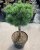 Pinus mugo Mops, Bergtall Stam
