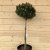 Pinus mugo Mops, Bergtall