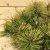 Pinus mugo Winter Sun, Bergtall, 60 stam C10