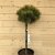 Pinus mugo Winter Sun, Bergtall, 60 stam C10