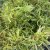 Pinus strobus Green Twist