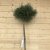 Pinus sylvestris Chantry Blue, Tall, 60 stam C10