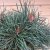Pinus sylvestris Chantry Blue, Tall, 60 stam C10