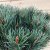Pinus sylvestris Watereri (Nana), Tall, 90 stam C15