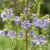 Polemonium caeruleum Bambino Blue, Blågull