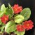 Primula pruhoniciana Wanda Tomato Red, Violviva