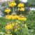 Primula x bullesiana (edina), Brokig Kandelaberviva, P9cm