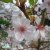 Prunus Accolade, Vårkörsbär