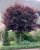 Prunus cerasifera Nigra