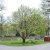 Prunus serrula, Glanskörsbär, 175-200 C15