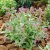 Pulmonaria hybr. Raspberry Splash, Lungört