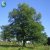 Quercus robur FK Linköping E, Skogsek, utr 150-200 co