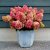 Hydrangea paniculata Redlight ®