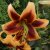 Lilium hybr. Red Morning, Trädlilja, P11cm