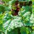 Rheum rhabarbarum Berit, Rabarber