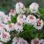 Rhododendron micranthum Bloombux ® (Microhirs3), Svattramalpros