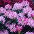 Rhododendron cauca. Cosmopolitan, Rododendron, 70-80 C15