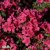 Rhododendron japonica Kermesina, Japansk Azalea, 25-30 C2