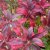 Rhododendron Knap Hill Whitethroat