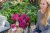 Rhododendron ponticum Grazeasy ® Dark Pink, Rododendron