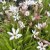 Rhodoxis Summer Stars Peppermint