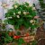 Ampeljordgubbe, Stickling, Fragaria x ananassa Roman
