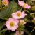 Ampeljordgubbe, Stickling, Fragaria x ananassa Roman