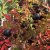 spinosissima Single Cherry (Red Nelly, Single Red), Spinosissimaros, C4