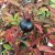 spinosissima Single Cherry (Red Nelly, Single Red), Spinosissimaros, C4