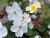 austin Kew Gardens (Ausfence), Engelsk Buskros